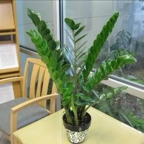 thumbnail for publication: Florida Foliage House Plant Care: ZZ Plant